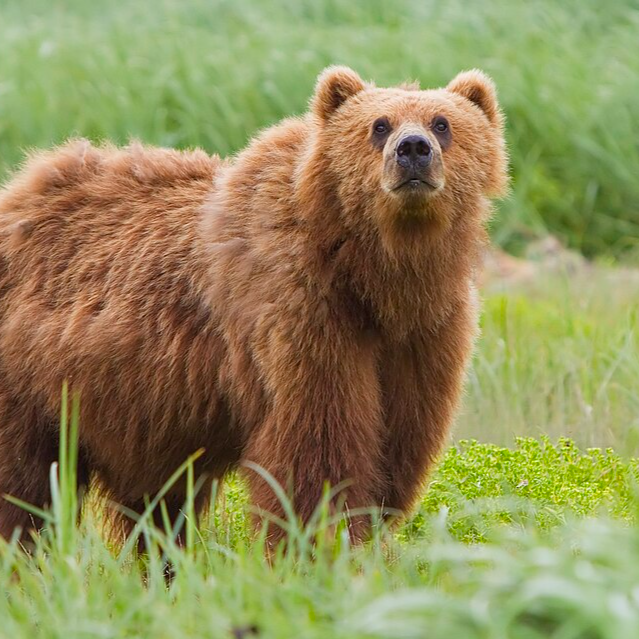 cleverbear57